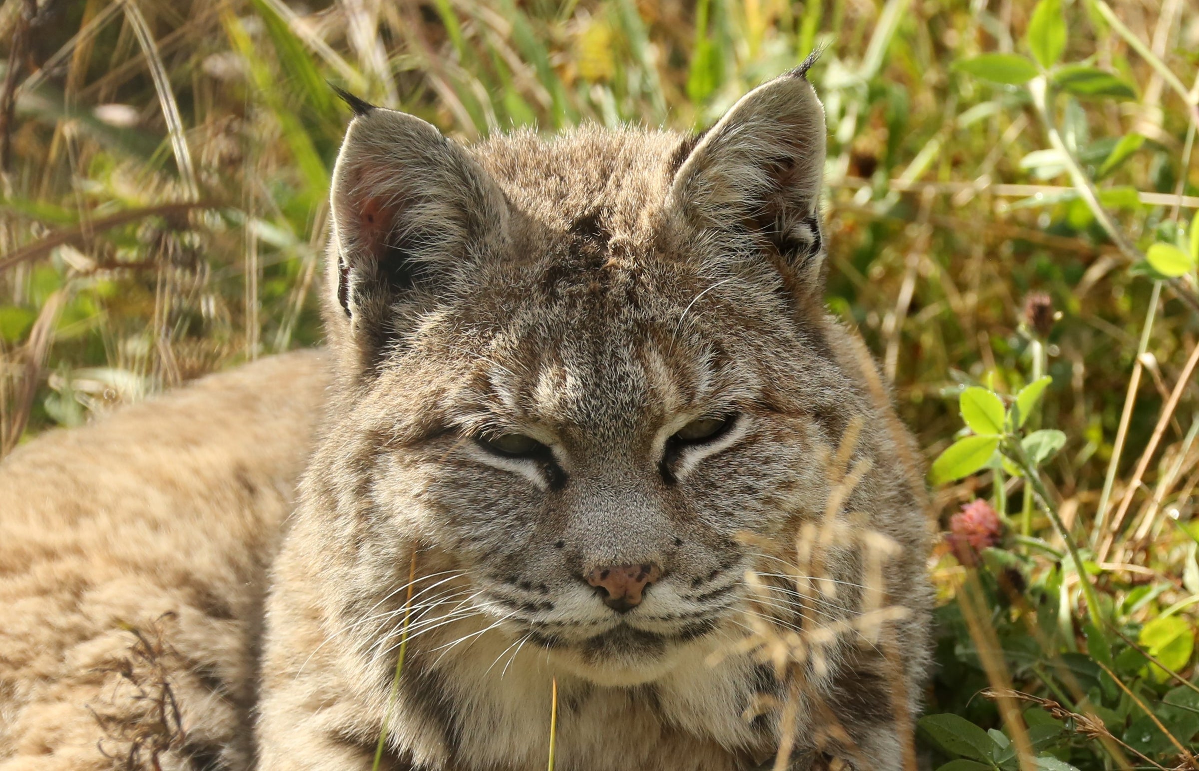 Photographer Discovers Mama Lynx And Seven Babies On His Front Porch