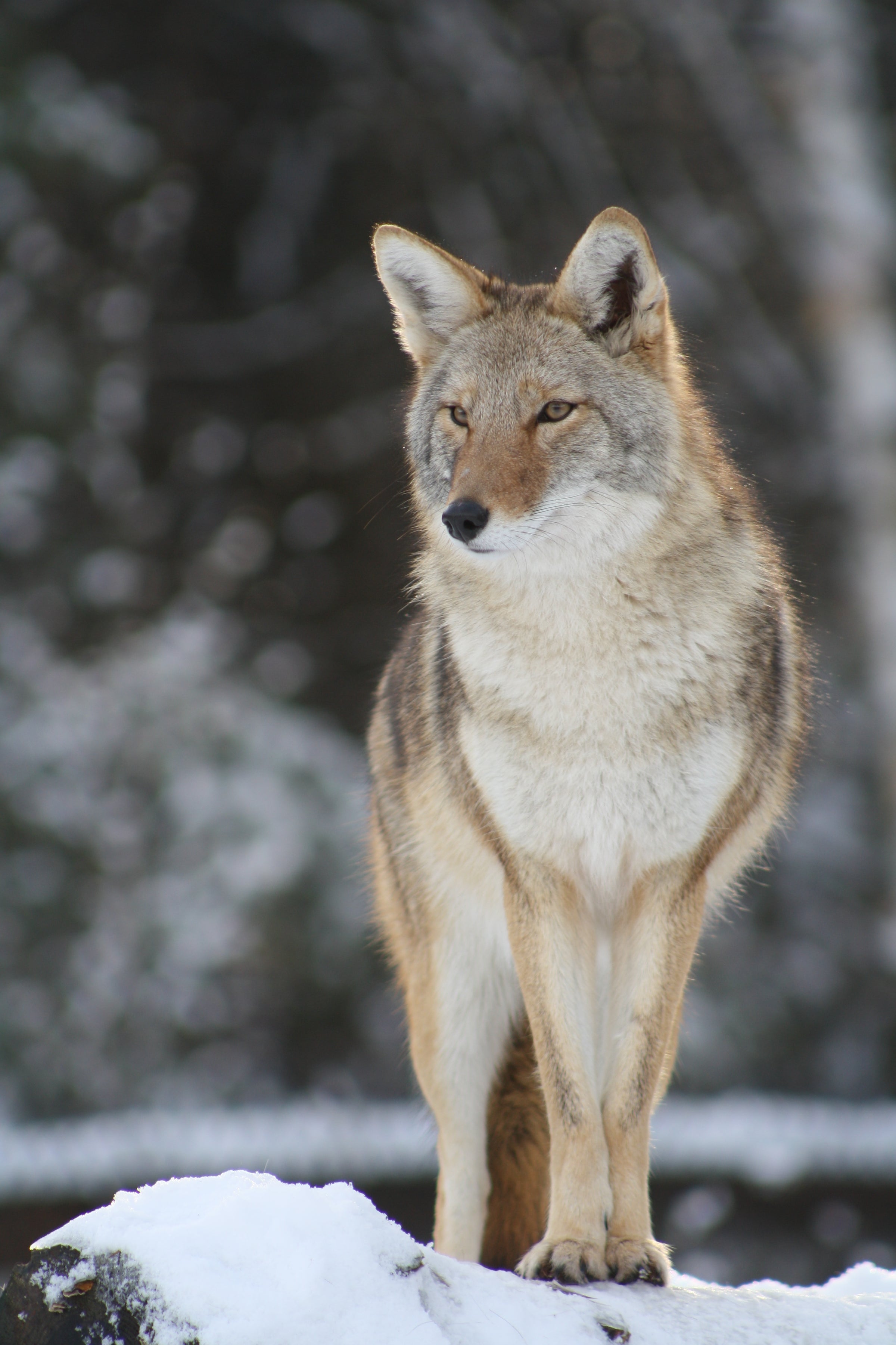 CANINE CURIOSITY ( Coyote , Fox, Bobcat lure ) – Winter Wildlife